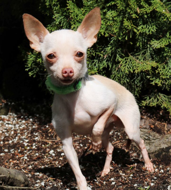 Sebastian, an adopted Chihuahua Mix in Tualatin, OR_image-2