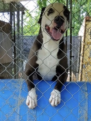 Buckeye, an adoptable Pit Bull Terrier in Henrietta, TX, 76365 | Photo Image 1