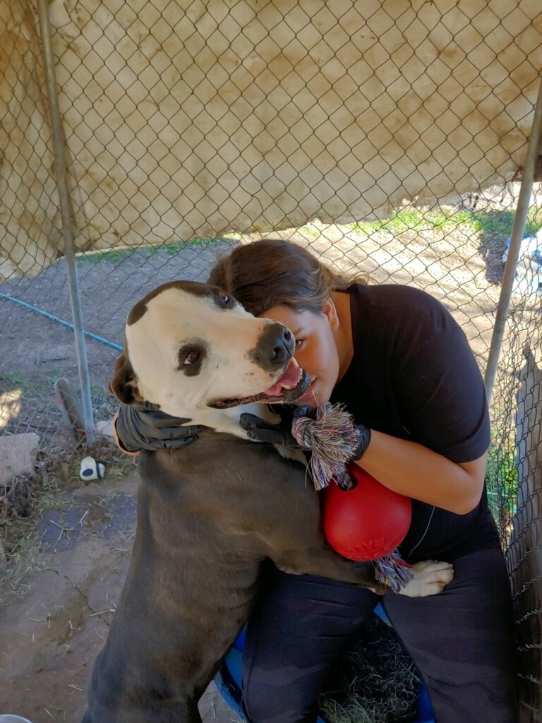 Buckeye, an adoptable Pit Bull Terrier in Henrietta, TX, 76365 | Photo Image 4