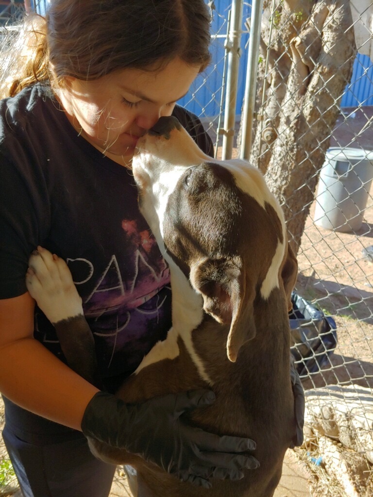 Buckeye, an adoptable Pit Bull Terrier in Henrietta, TX, 76365 | Photo Image 5