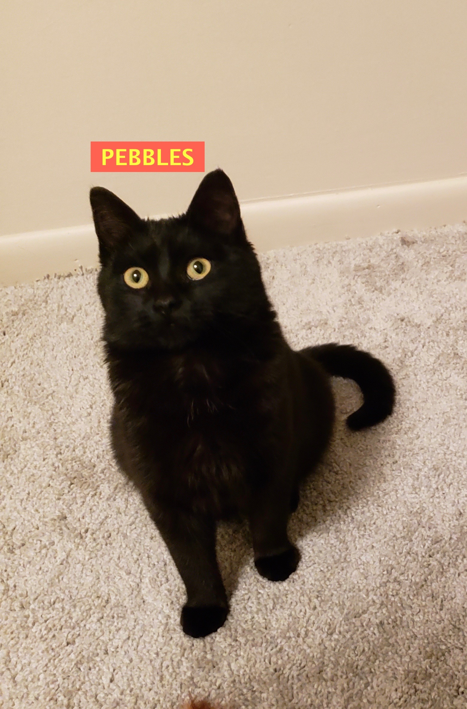 Pebbles Adopted Sat 8 10 19 detail page