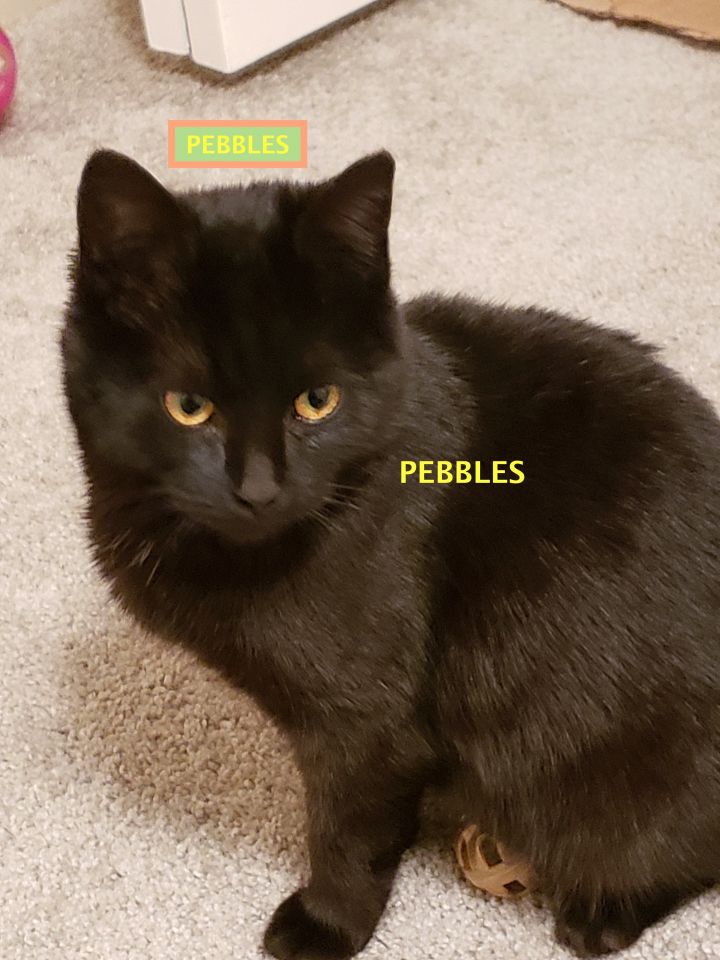 PEBBLES-adopted Sat. 8-10-19 5