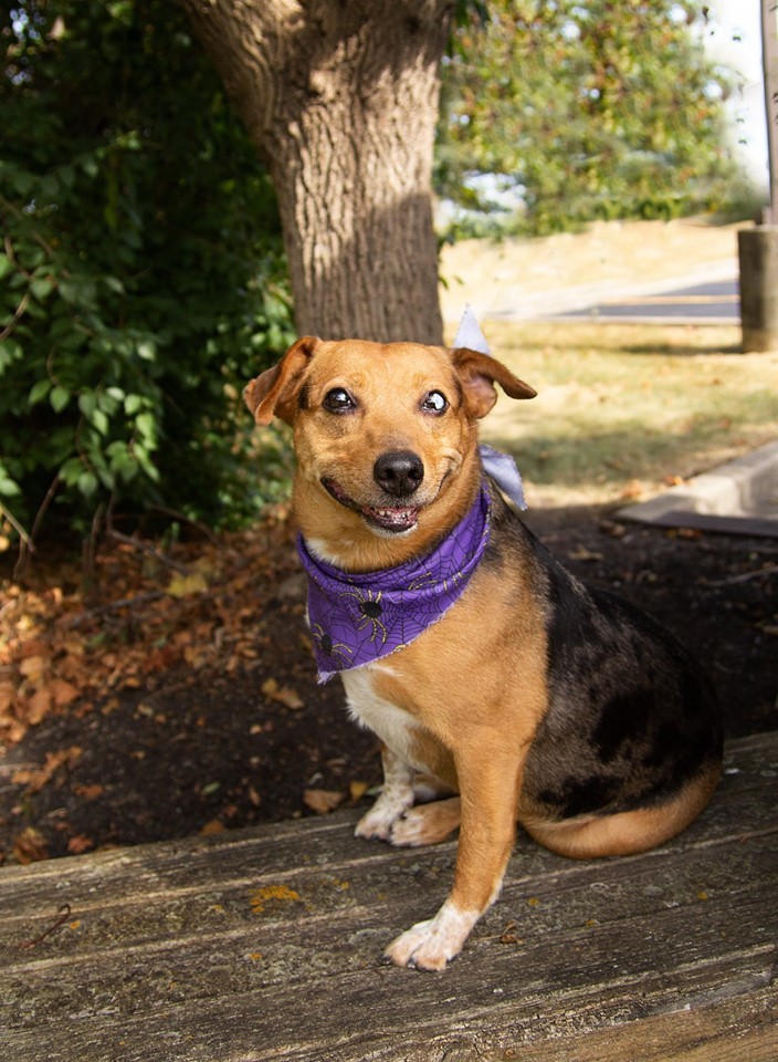 Casey, an adopted Beagle & Australian Cattle Dog / Blue Heeler Mix in Cincinnati, OH_image-1