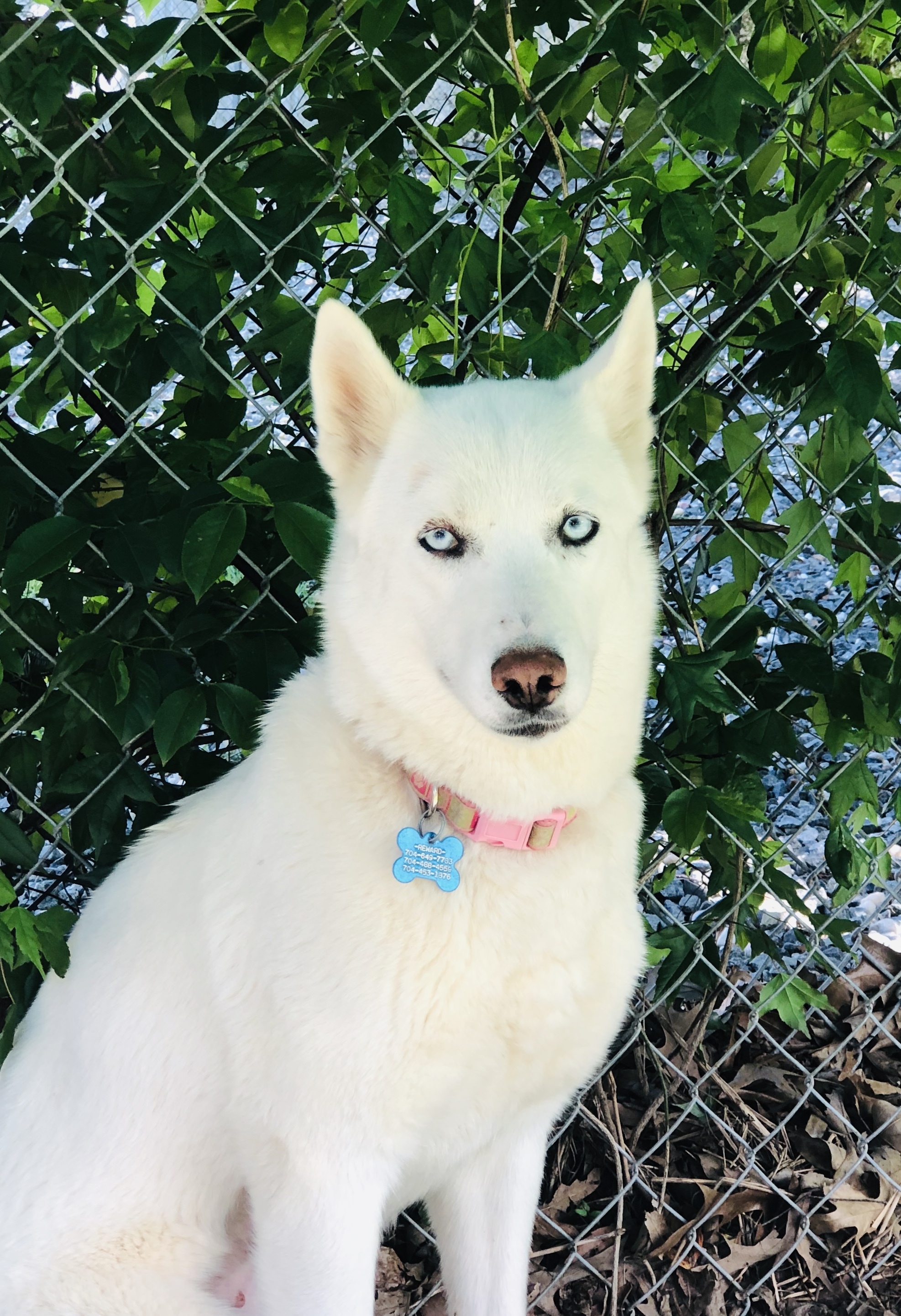 Iris, an adoptable Siberian Husky, Samoyed in Charlotte, NC, 28206 | Photo Image 1