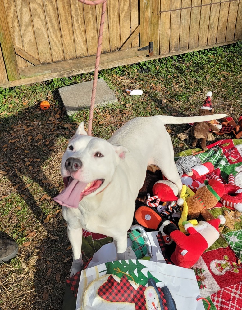 Annie, an adoptable German Shepherd Dog, Labrador Retriever in Ladson, SC, 29456 | Photo Image 1