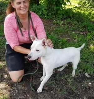 Annie, an adoptable German Shepherd Dog & Labrador Retriever Mix in Ladson, SC_image-4