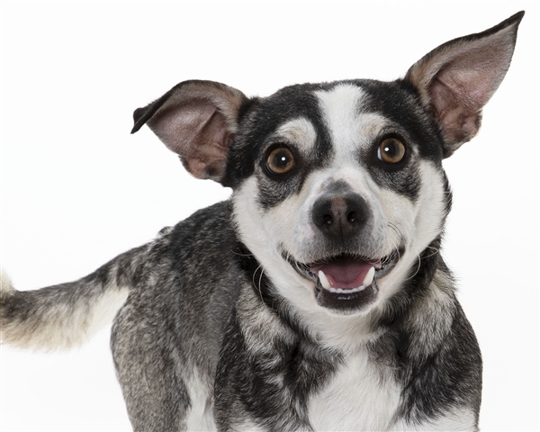 Australian Cattle Dog Chihuahua Mix