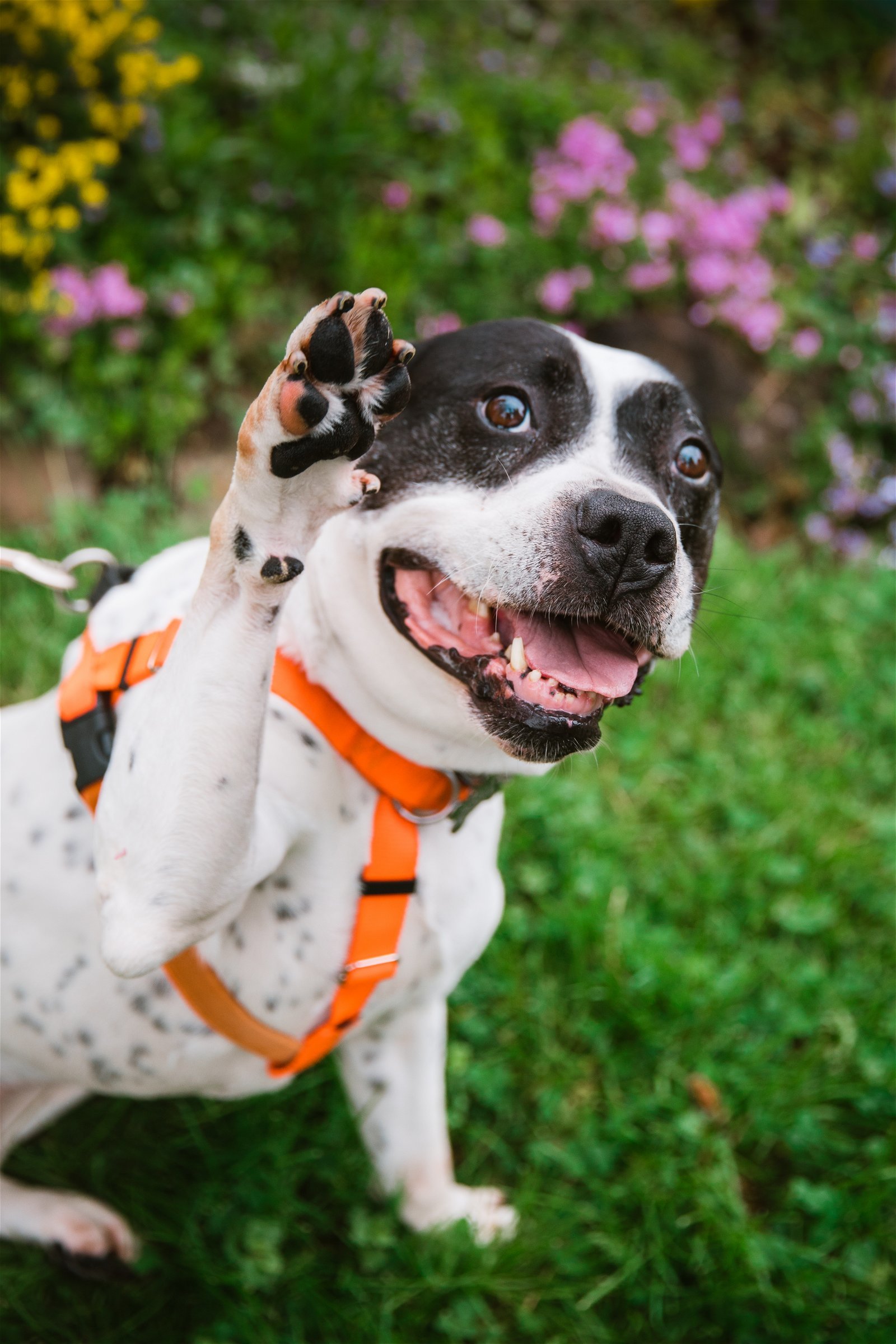 Maserati, an adoptable American Staffordshire Terrier in Livonia, MI, 48151 | Photo Image 1