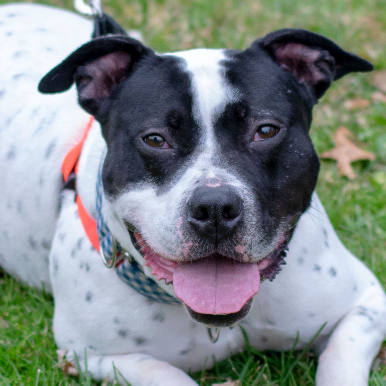 Maserati, an adoptable American Staffordshire Terrier in Livonia, MI, 48151 | Photo Image 2