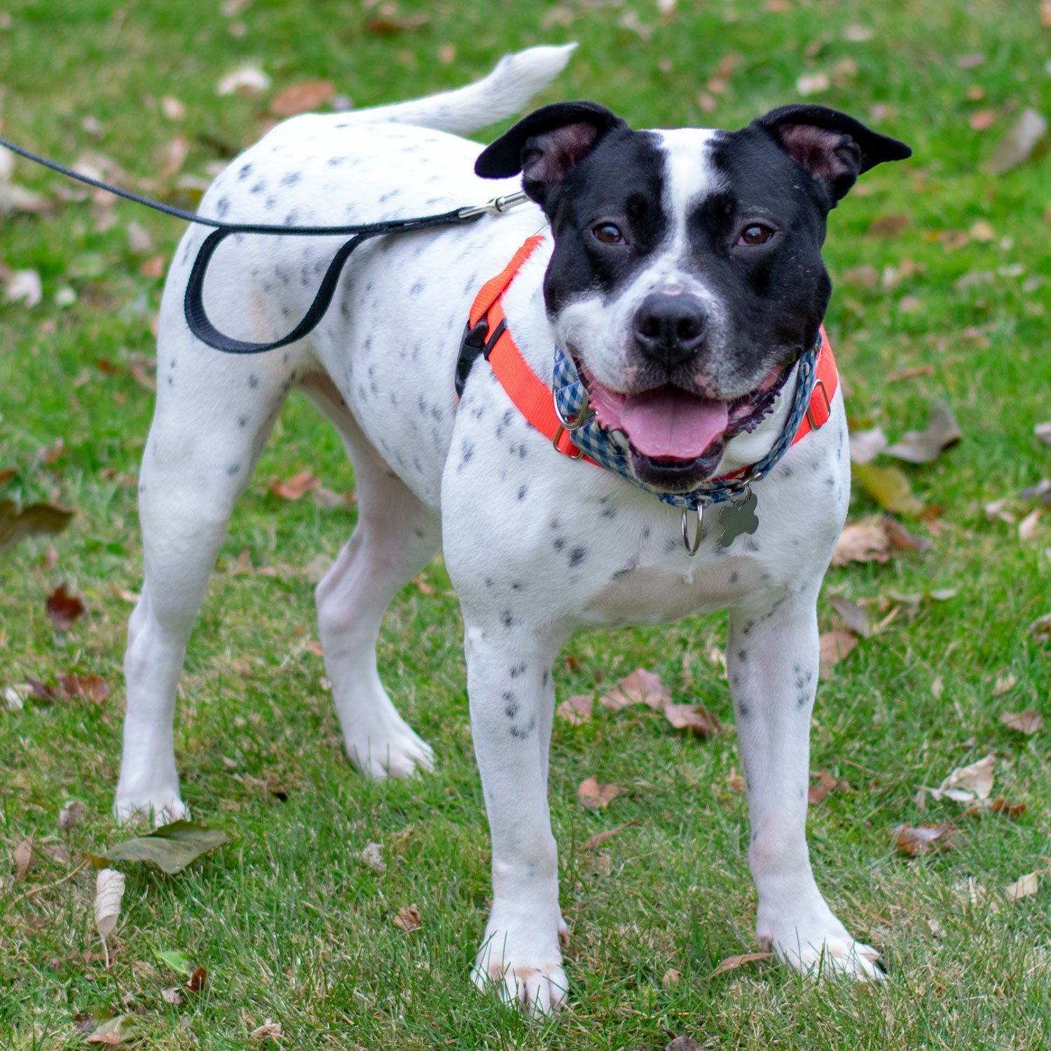 Maserati, an adoptable American Staffordshire Terrier in Livonia, MI, 48151 | Photo Image 3