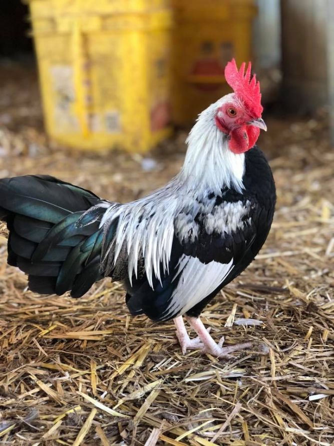 Chicken For Adoption Bantam Chicken Roosters A Chicken In Indian