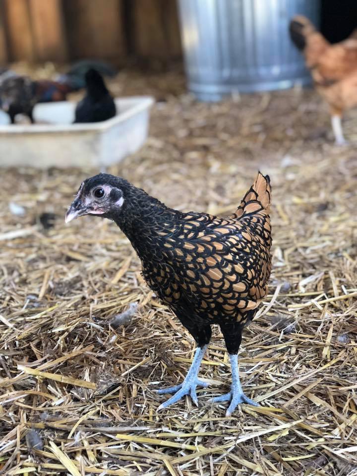 Chicken For Adoption Bantam Chicken Roosters A Chicken In Indian