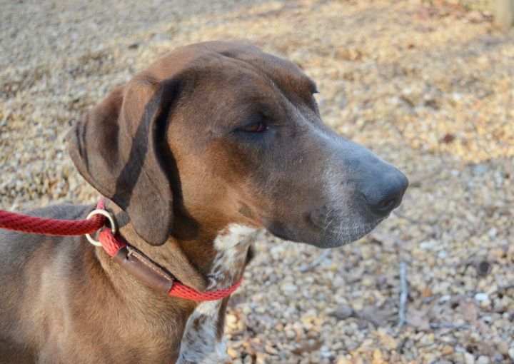Miss Mary, an adopted Basset Hound & Redbone Coonhound Mix in Sandston, VA_image-1