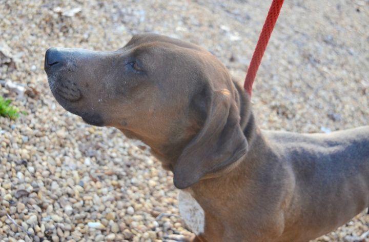 Miss Mary, an adopted Basset Hound & Redbone Coonhound Mix in Sandston, VA_image-2