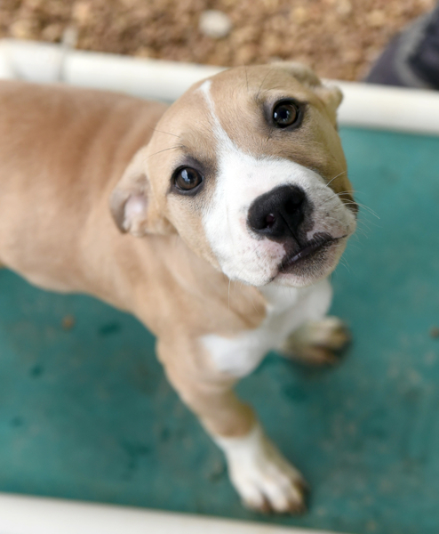 Rye, an adoptable Boxer in Chattanooga, TN, 37415 | Photo Image 2