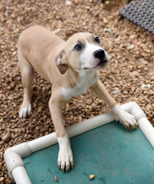 Rye, an adoptable Boxer in Chattanooga, TN, 37415 | Photo Image 4