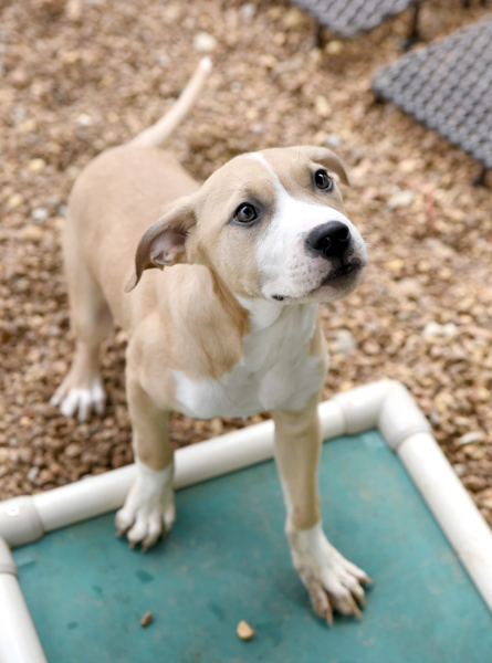 Rye, an adoptable Boxer in Chattanooga, TN, 37415 | Photo Image 8