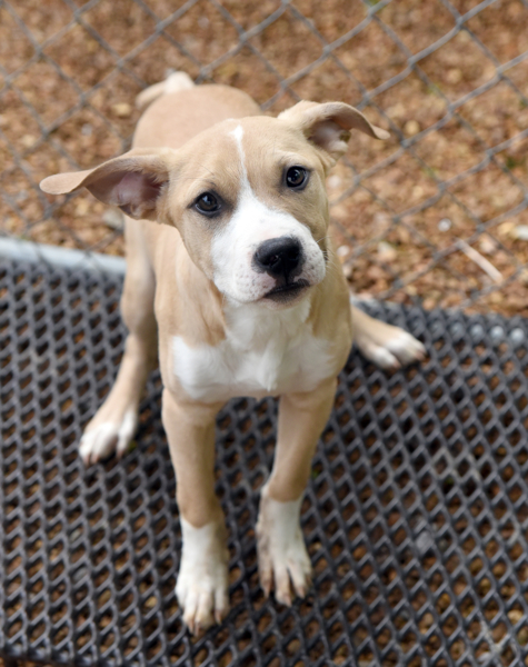 Rye, an adoptable Boxer in Chattanooga, TN, 37415 | Photo Image 9