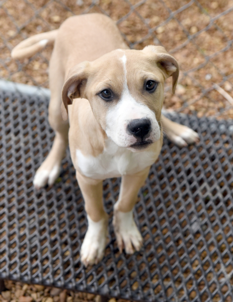 Rye, an adoptable Boxer in Chattanooga, TN, 37415 | Photo Image 10