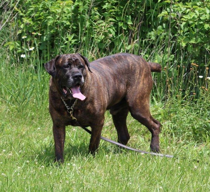 Dog For Adoption Gruntley A Cane Corso In Lafayette In