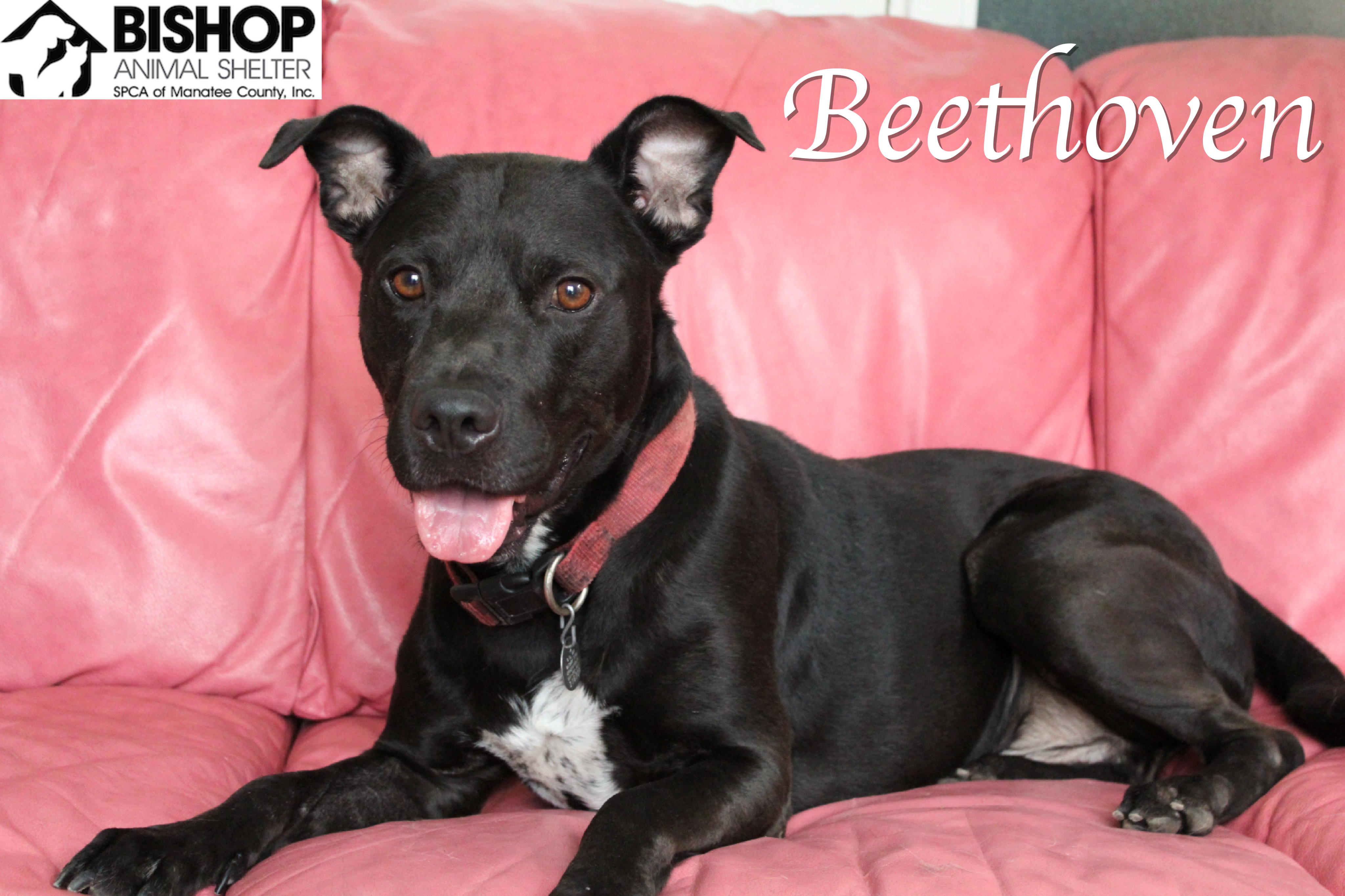 Beethoven, an adoptable Mixed Breed in Bradenton, FL, 34209 | Photo Image 1