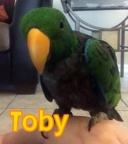 Toby 2