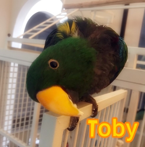 Toby 3