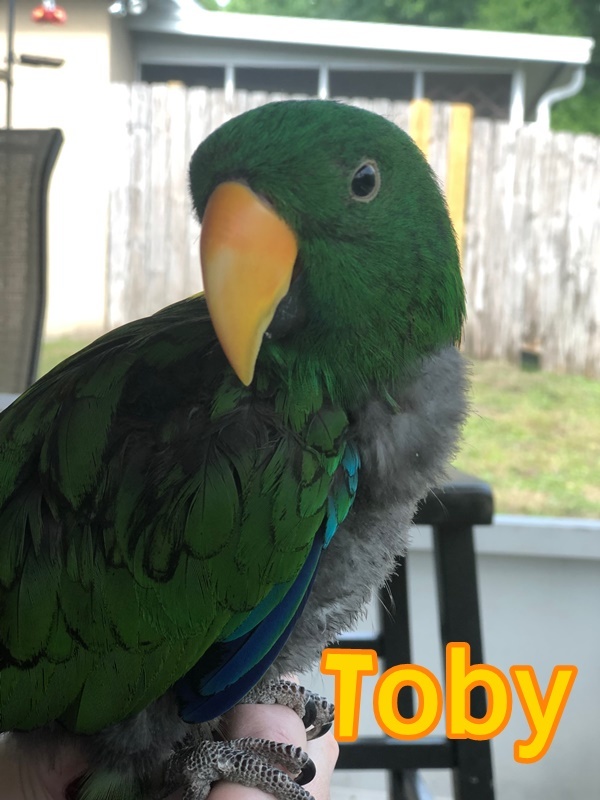 Toby 4