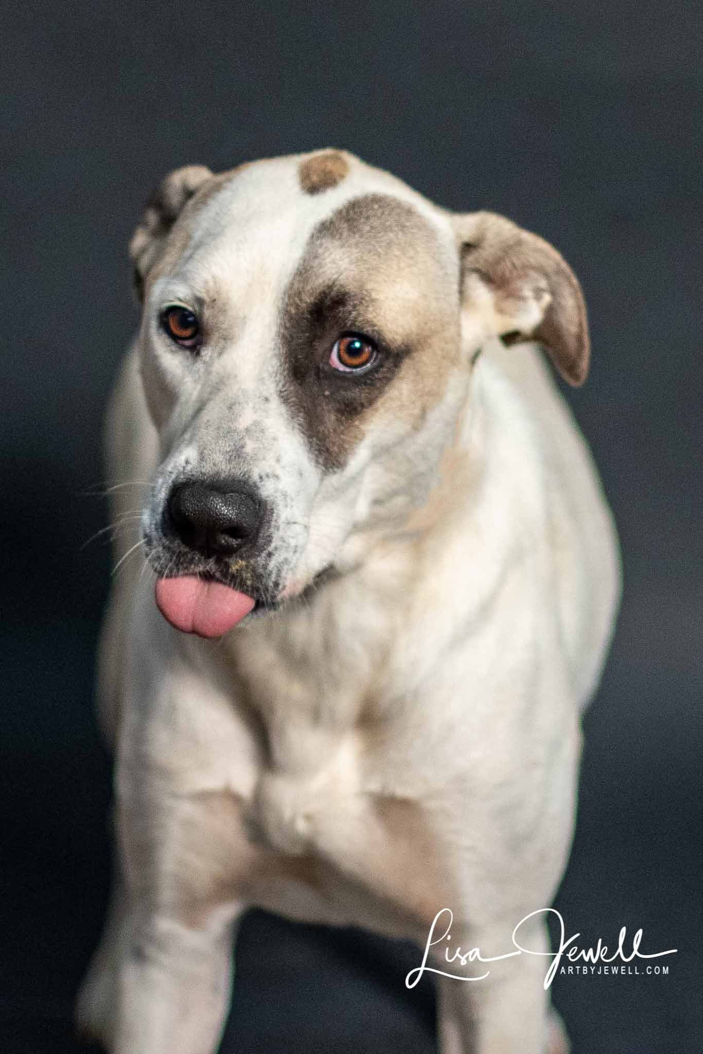 Harley, an adoptable Great Pyrenees in Chouteau, OK, 74337 | Photo Image 1