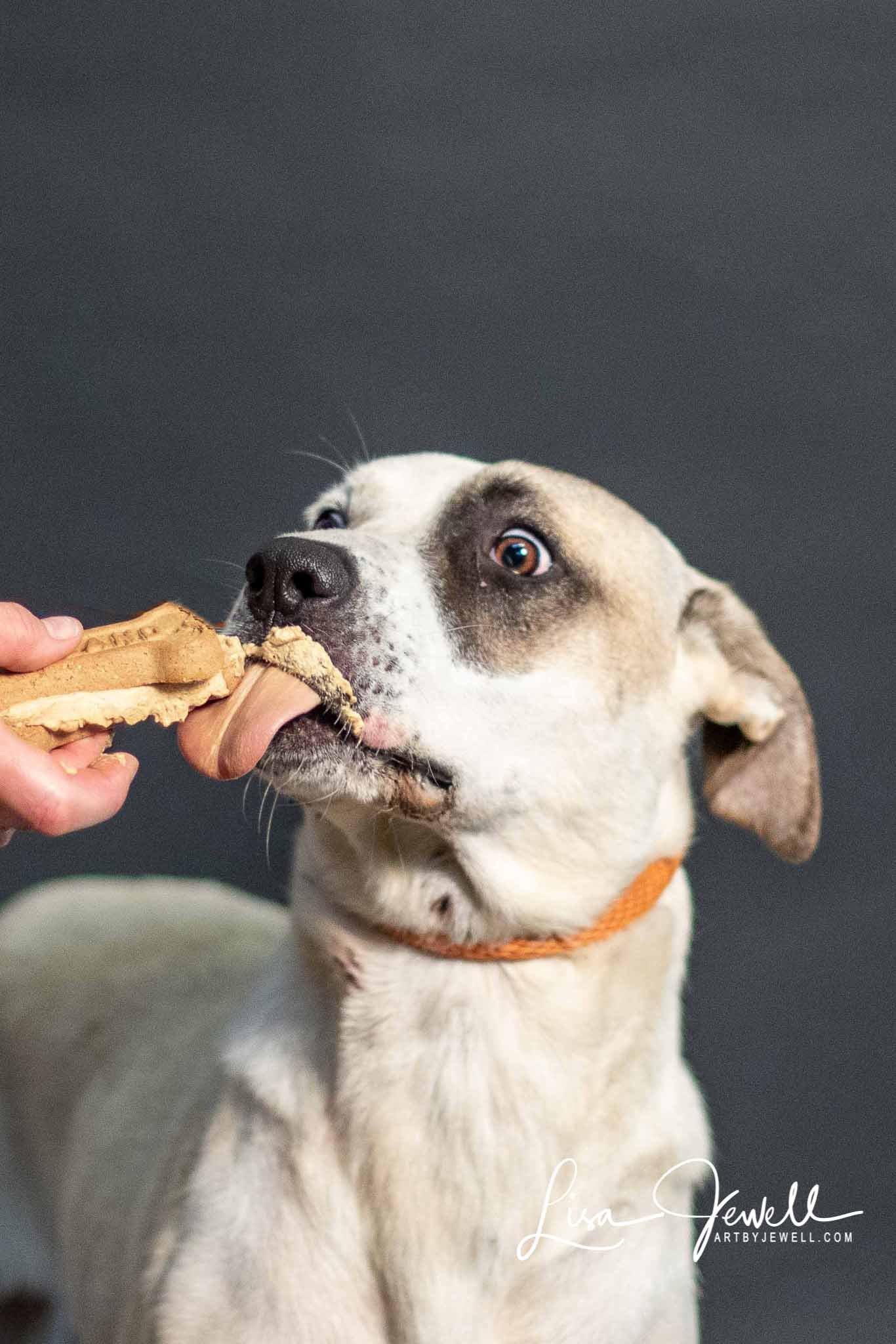 Harley, an adoptable Great Pyrenees in Chouteau, OK, 74337 | Photo Image 2