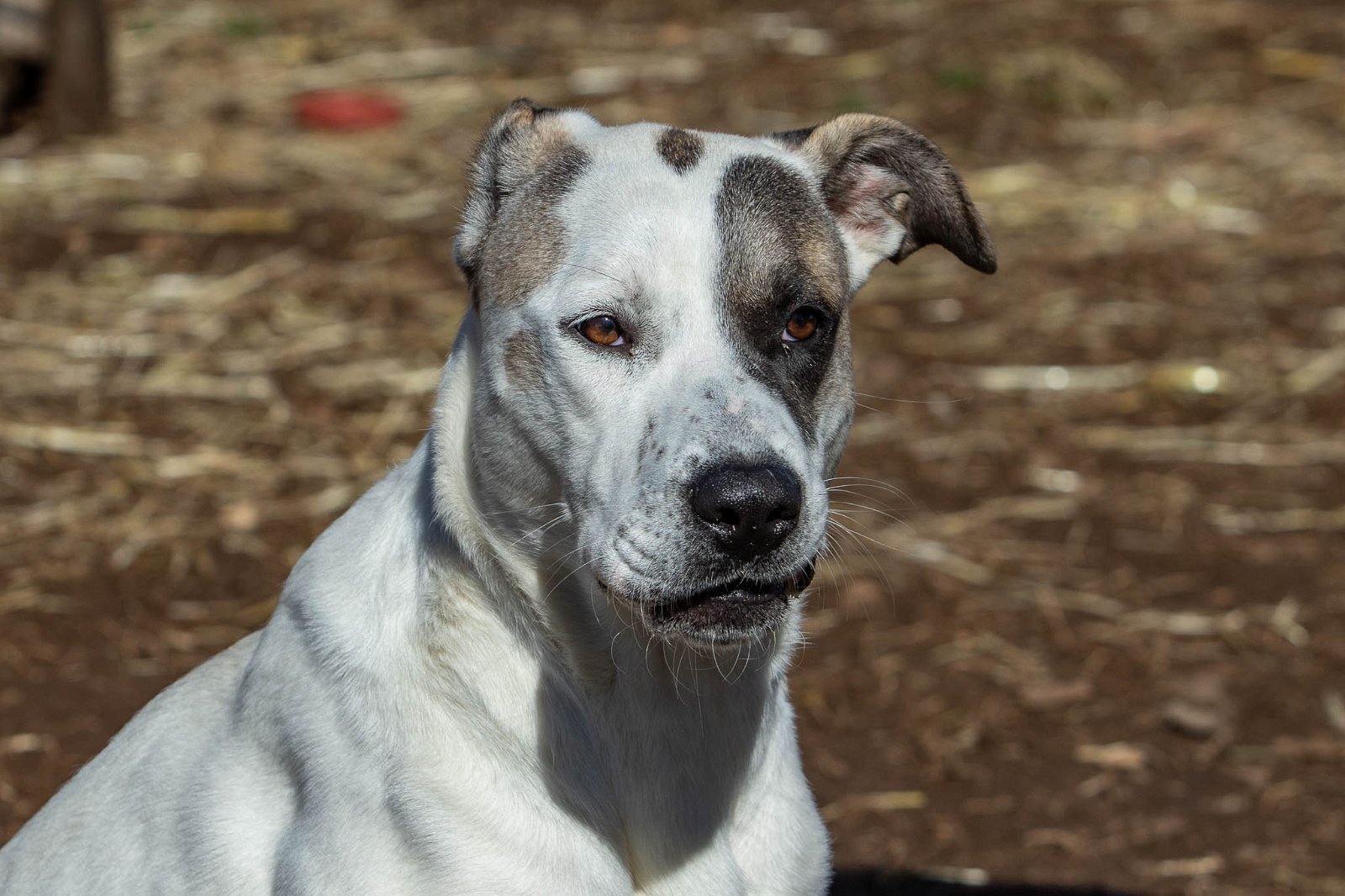 Harley, an adoptable Great Pyrenees in Chouteau, OK, 74337 | Photo Image 3