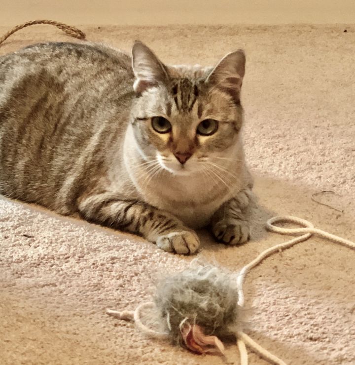 Cat For Adoption Muffin A Siamese Tabby Mix In Acworth Ga