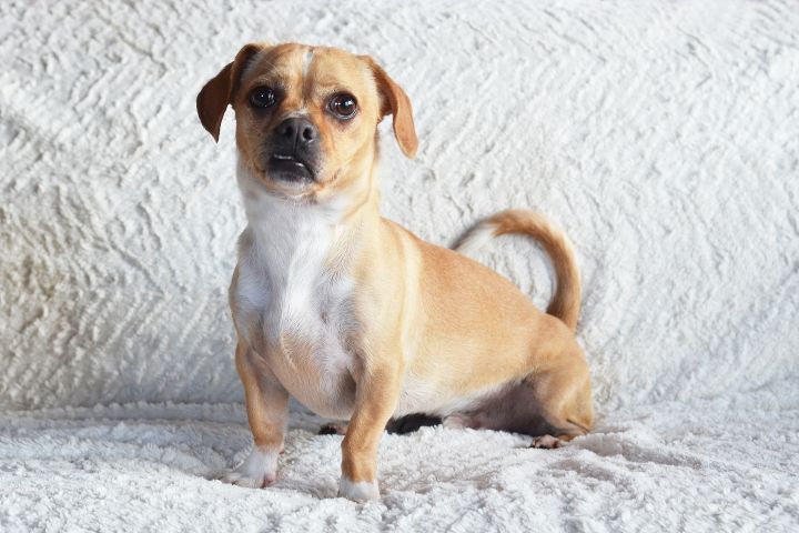 Dog For Adoption Tino A Pug Dachshund Mix In Woodland Hills
