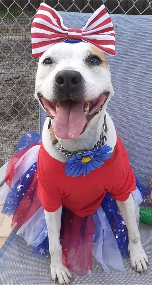 Rupunzal, an adoptable Bull Terrier, Jack Russell Terrier in Coral Springs, FL, 33071 | Photo Image 2