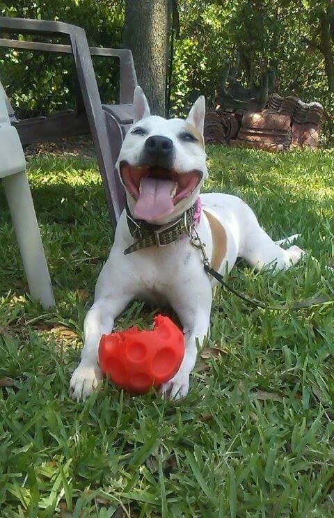 Rupunzal, an adoptable Bull Terrier, Jack Russell Terrier in Coral Springs, FL, 33071 | Photo Image 3
