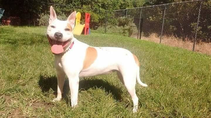 Rupunzal, an adoptable Bull Terrier, Jack Russell Terrier in Coral Springs, FL, 33071 | Photo Image 5