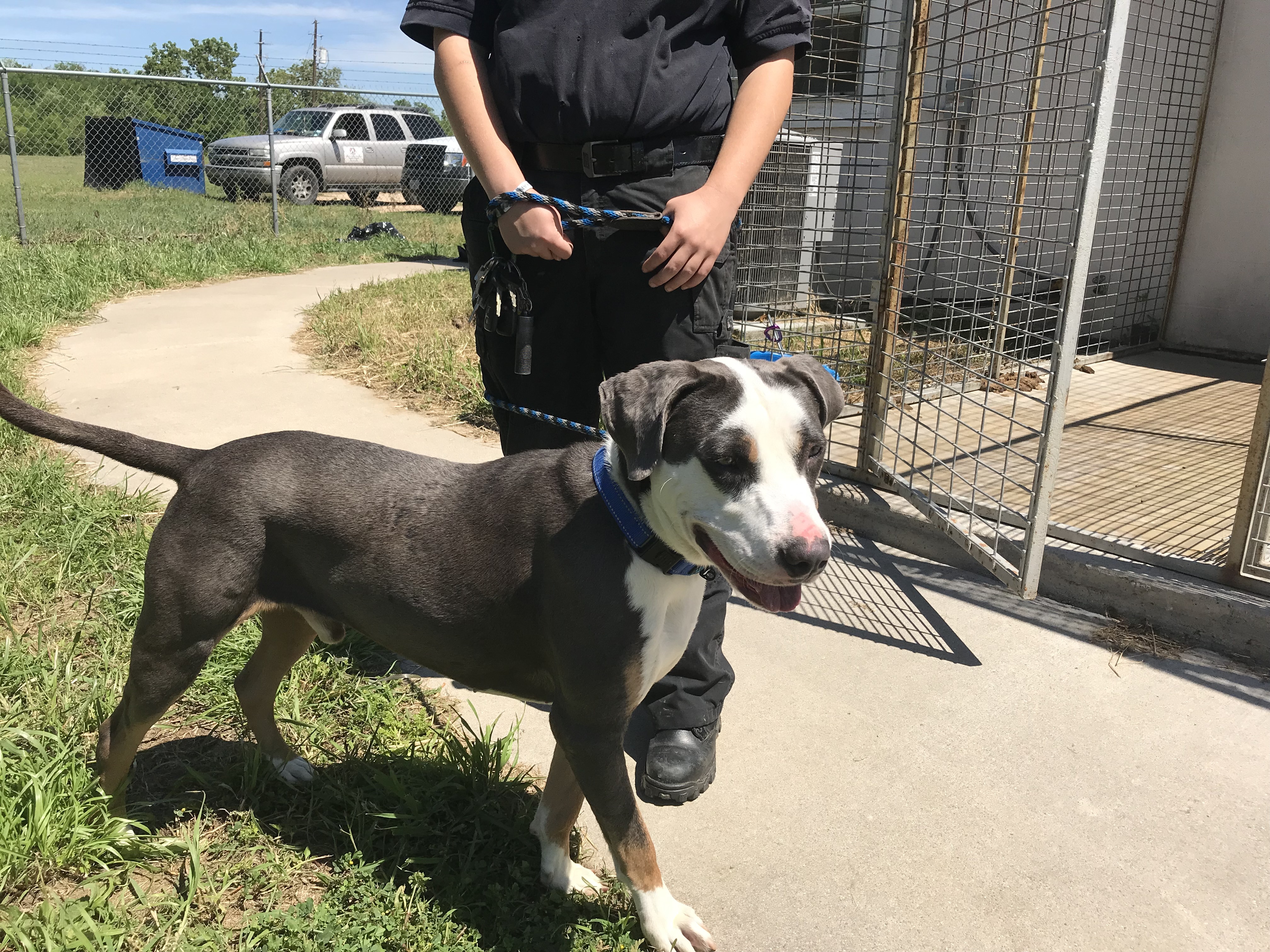 Bolt, an adoptable Catahoula Leopard Dog in Rockdale, TX, 76567 | Photo Image 5