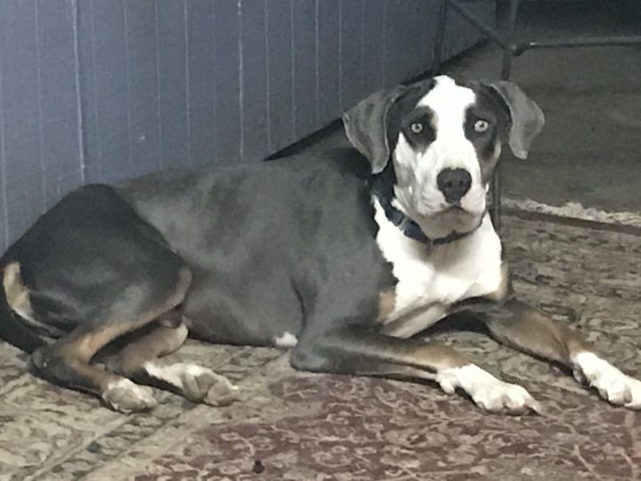 Catahoula leopard dog store black and white