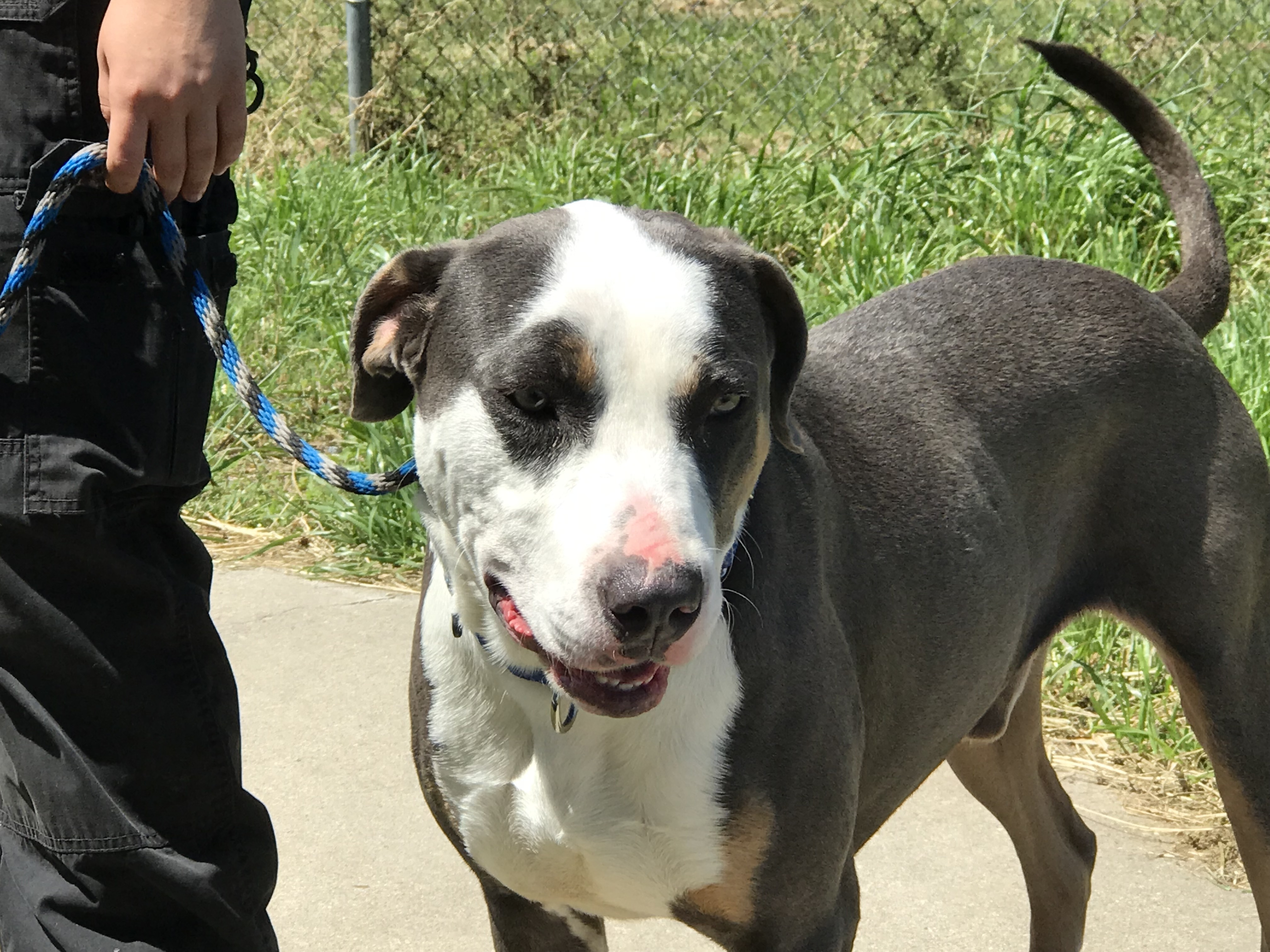 Bolt, an adoptable Catahoula Leopard Dog in Rockdale, TX, 76567 | Photo Image 6