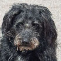 Beau, an adoptable Schnauzer, Labrador Retriever in Huntley, IL, 60142 | Photo Image 1