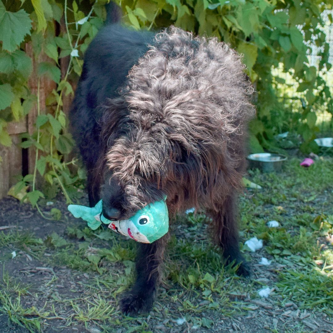 Beau, an adoptable Schnauzer, Labrador Retriever in Huntley, IL, 60142 | Photo Image 2