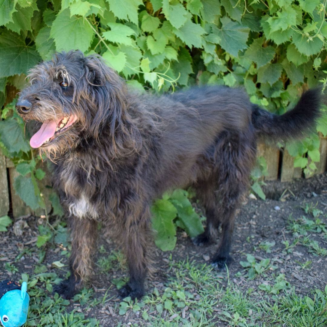 Beau, an adoptable Schnauzer, Labrador Retriever in Huntley, IL, 60142 | Photo Image 3