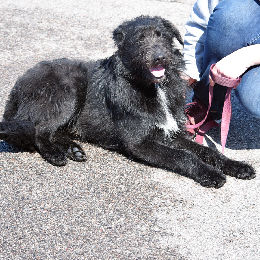 Beau, an adoptable Schnauzer, Labrador Retriever in Huntley, IL, 60142 | Photo Image 4