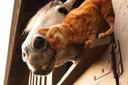 Free sales barn cats