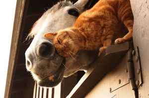 Free Barn Cats!