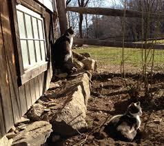 Free Barn Cats! 2