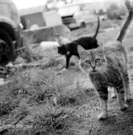 Free Barn Cats!, an adoptable Domestic Short Hair in Indianapolis, IN, 46221 | Photo Image 3