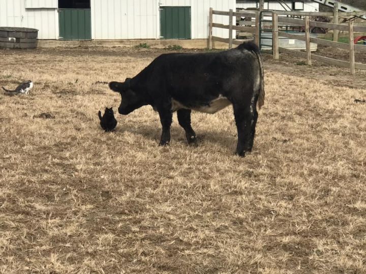 Free Barn Cats! 4