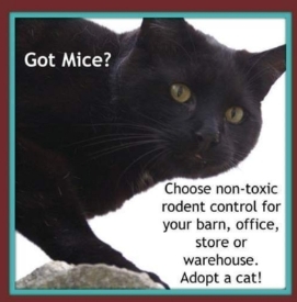 Free Barn Cats!, an adoptable Domestic Short Hair in Indianapolis, IN, 46221 | Photo Image 5