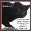 Free Community Cats! photo 5